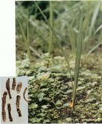 Curculigo orchioides Extract