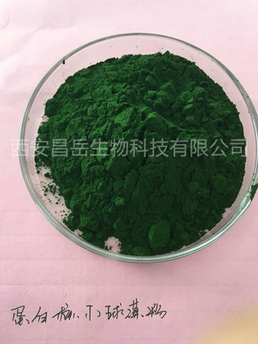 Chlorella vulgaris