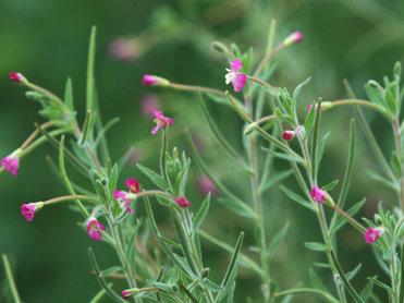 Floret willow herb extracts
