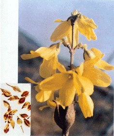 Weeping Forsythia Extract