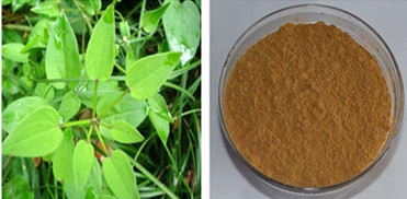 Madder Root extract