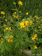 Celandine all grass