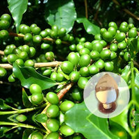 Green Coffee Bean Extract