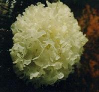 Tremella fuciformis Extract