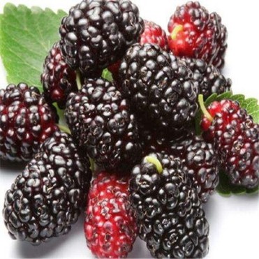 Mulberry Fruit Extract