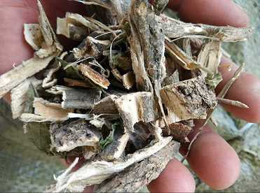 Hibiscus Bark Extract