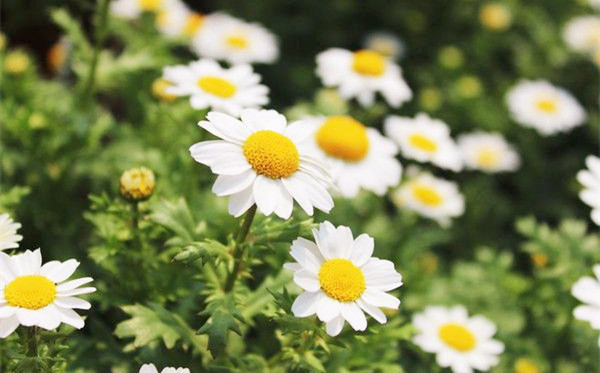 Feverfew Extract