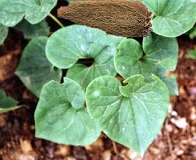 Asarum  Extract