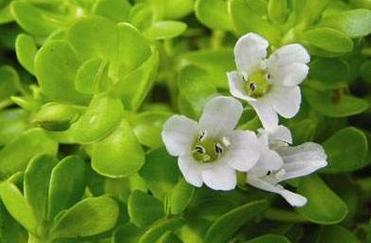 Purslane herbs Extract