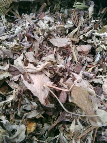 wormwood leaf extract