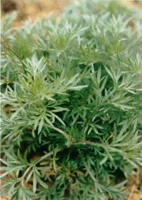 Capillary Wormwood Extract