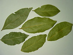 Bay leaf Extract