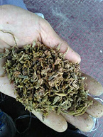 Pueraria flower extract