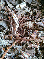 White Mulberry Root-bark Extract