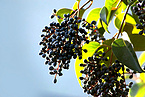 Glossy Privet Fruit Extract