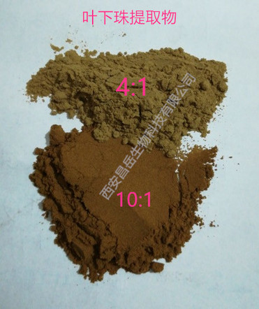 Phyllanthus Urinaria Extract