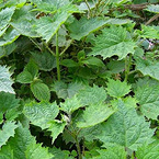 Nettle extract