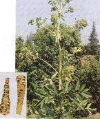 Baizhi Extract,Angelica Root Extract