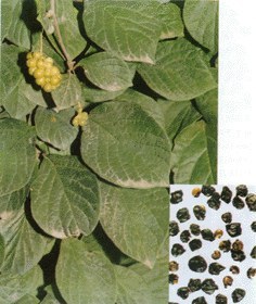 Schisandra chinensis Extract