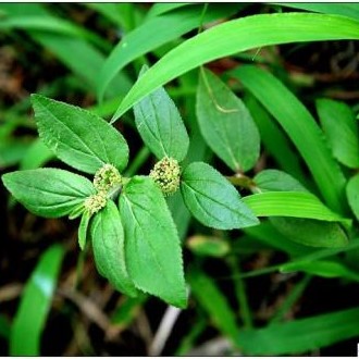 Garden Erphorbia Herb Extract