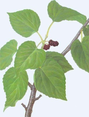 Mulberry leaf extract