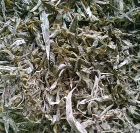 Kelp Extract，Laminaria japonica extract