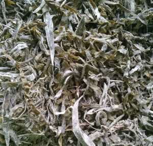 Kelp Extract，Laminaria japonica extract