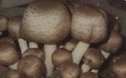 Agaricus blazei Extract