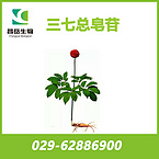 Panax notoginseng Extract