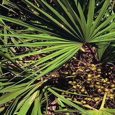 Saw Palmetto fruit extract