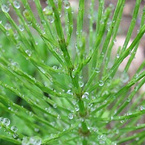 Equisetum arvense Extract