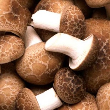 Shiitake mushroom Extract