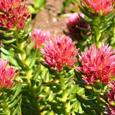 Rhodiola  Extract