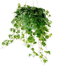 Ivy Herb Extract