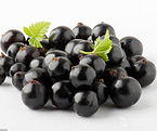 black currant extract