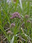 Valerian Extract,Valerian root extract