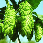 European Hop Spike Extract、Hops Extract