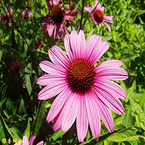 Echinacea Herb Extract