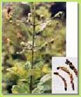 Figwort Root Extract