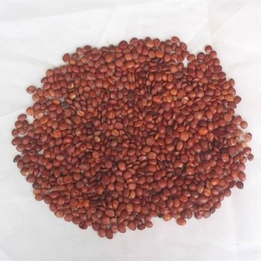 Spine Date Seed Extract、Ziziphi Seed Extract