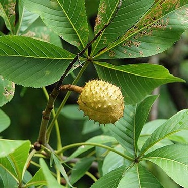 Horse Chestnut Extract