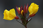 Evening Primrose Seed Extract