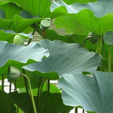 Lotus leaf extract