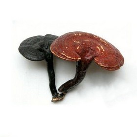 Ganoderma Lucidum Extract