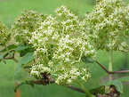 Elderberry Extract