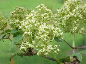 Elderberry Extract