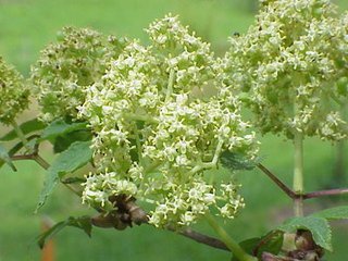 Elderberry Extract