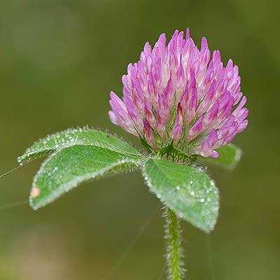 Red Clover Herb Extract