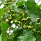 Hawthorn leaf Extract