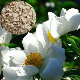 Radix Paeoniae Alba Extract